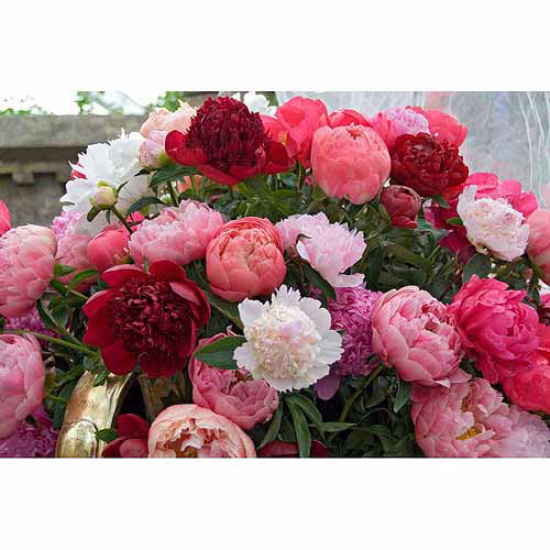 Charming Bi-Color Peony Roots Bulbs Flower Beautifying Home Garden Office Decor
